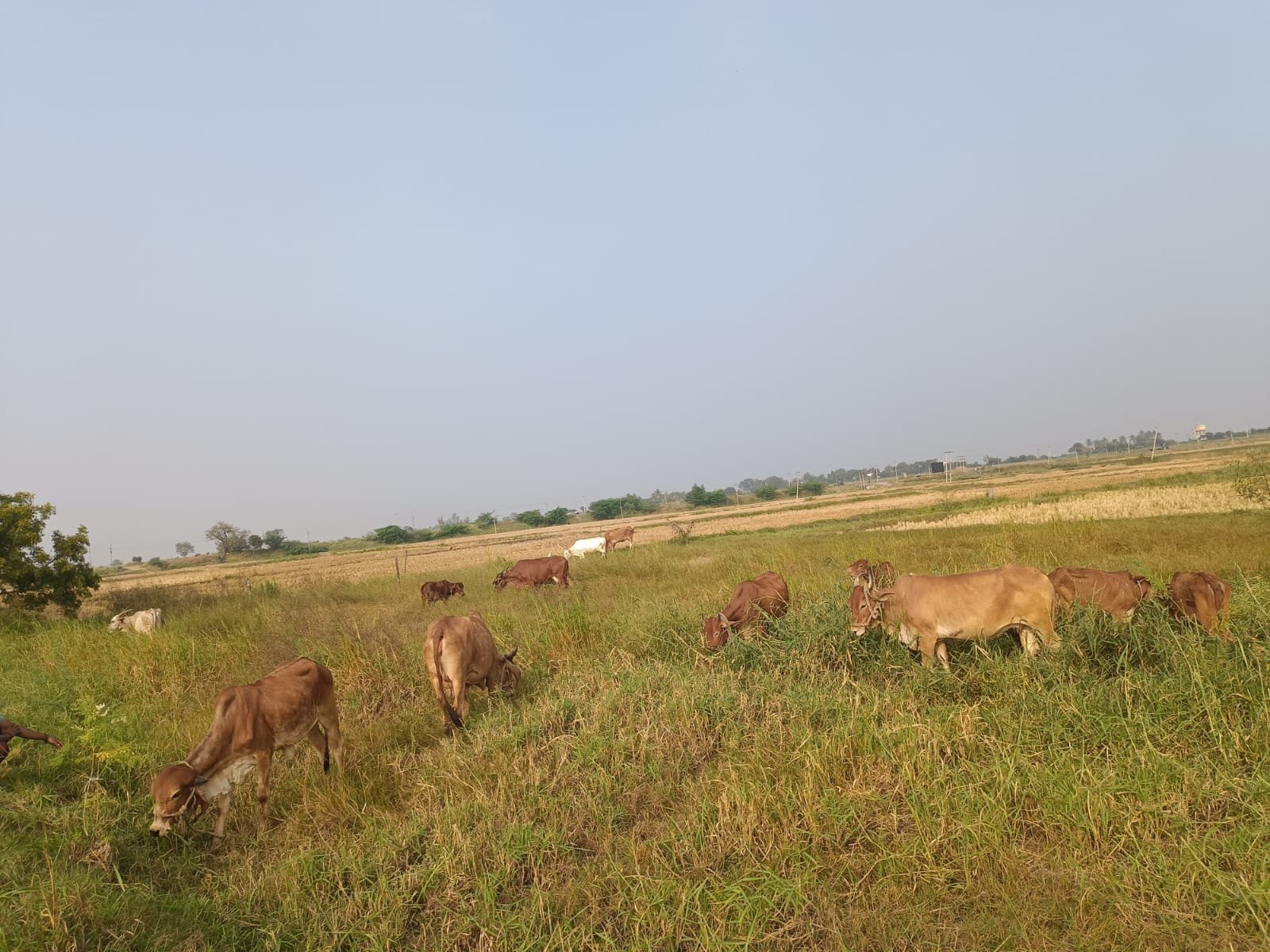 Buy Organic Groceries Online in Bangalore | Millets, Rice, Dal, Spices & Healthy Mixes – ShuddhDaily | Kritu's Homely Bites