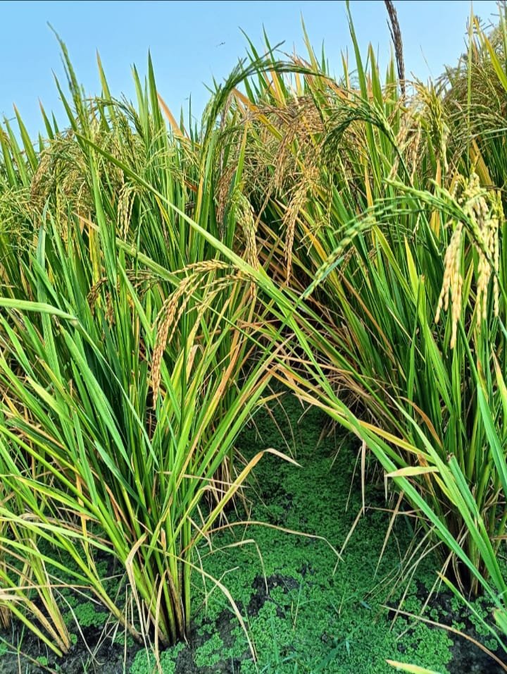 Organic Food Store in Bangalore | Buy Millets, Cold-Pressed Oils, Dal & Rice – ShuddhDaily | Kritu's Homely Bites